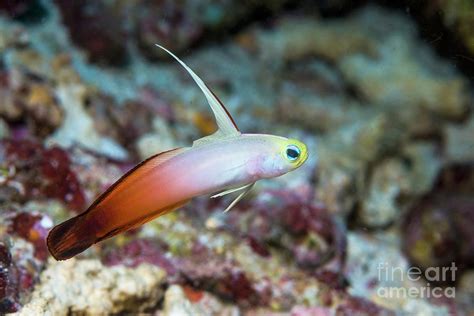 Red Fire Goby Photograph By Georgette Douwmascience Photo Library
