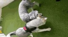 Husky Puppy GIF Husky Puppy Playtime Discover Share GIFs