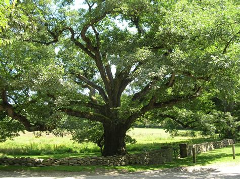 White Oak Tree Wallpapers Wallpaper Cave