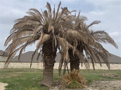 Pet loss is a difficult thing for most pet owners, but something that we will all likely experience. This year's loss of palm trees in San Antonio may rival ...