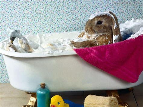 The 15 Most Adorable Pictures Of Rabbit Bathtime