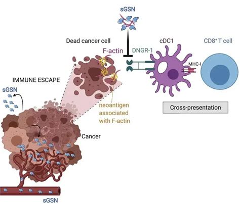 癌细胞竟可分泌蛋白质逃避免疫系统的攻击，《细胞》新研究带来免疫疗法新靶点 知乎