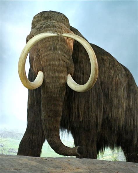 The Top 15 Most Beautiful Extinct Animals Owlcation Education