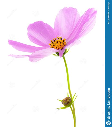 Cosmos Flower Isolated On White Background Pink Cosmos Stock Image