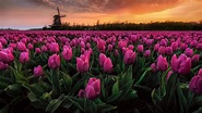 Tulips Flowers Dutch Spring Wallpapers - Wallpaper Cave