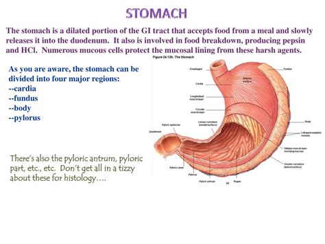 Ppt Pharynx Esophagus Stomach Digital Laboratory Powerpoint