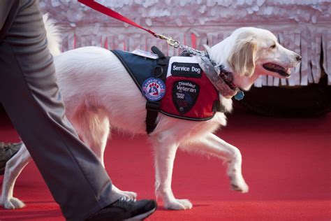 The Right Stuff What Does It Take For My Dog To Become A Service Dog