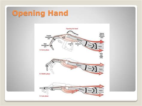 Ppt Hand Powerpoint Presentation Free Download Id5329847