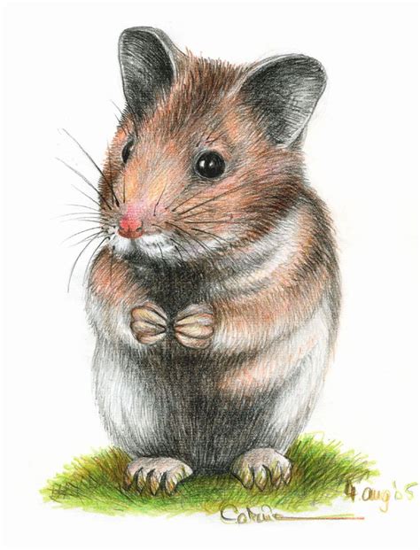 42 Best Hamster Painting Images On Pinterest Hamsters Acrylic