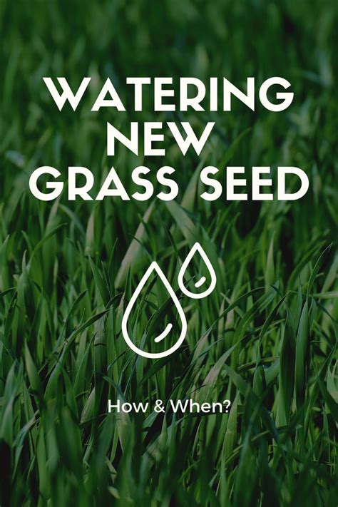 Watering New Grass Seed In 2023 Grass Seed Watering Grass Seeding Lawn
