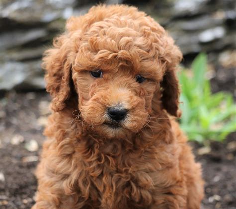 We are located in burlington, nc, less than an hour away from raleigh, greensboro and. Goldendoodle Puppies for Sale | Goldendoodle puppy ...