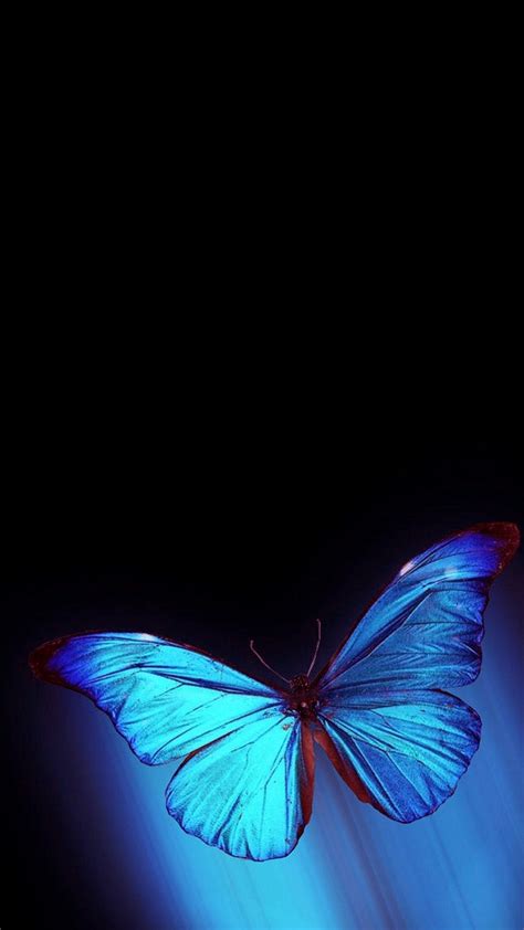 Iphone Wallpaper Hd Blue Butterfly ~ Cute Wallpapers 2022