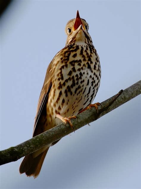 Common British Birds Wildlife Insight