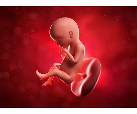 17 Weeks Pregnant And Baby Development E Obstetricsandgynecology
