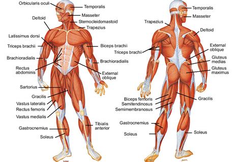 Muscles Of The Body Diagram To Label Modernheal Com