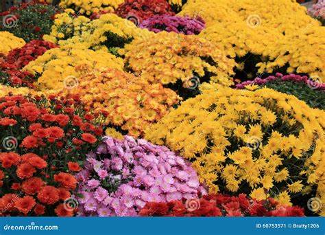 Colorful Arrangement Of Fall Mums Stock Image Image Of Carpet