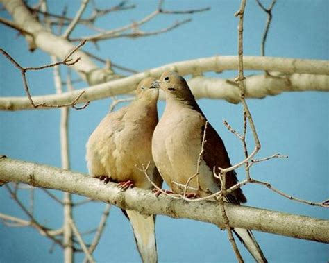 Love Birds Mourning Dove Kissing Birds Fairy Tale Bird Etsy