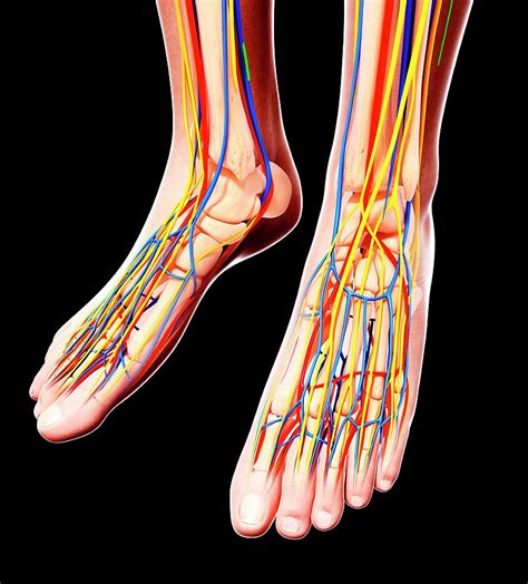Human Foot Anatomy Photograph By Pixologicstudioscience Photo Library