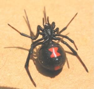 Black widow spiders have fangs. 검은과부거미 아름답지만 무서운 검은과부거미 : 네이버 블로그