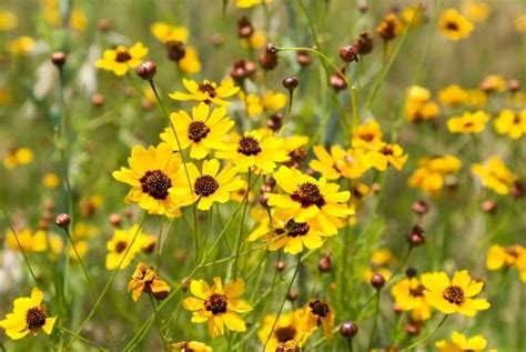 Texas Wildflowers 🌾🌾🌾🌾🌾🌾🌾🌾🌾🌾🌾 Yellow Wildflowers Gorgeous Gardens