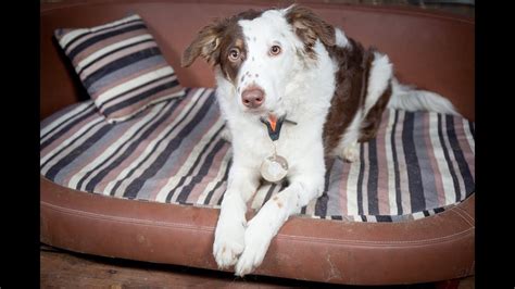 Kittie Border Collie Puppy 2 Weeks Residential Dog Training Youtube