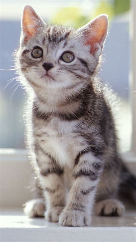 Pictures Of Gray Tabby Kittens Selective Focus Photography Of Sittng