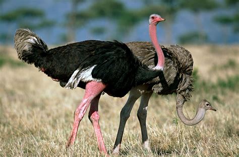 Worlds Biggest Birds Are Stellar Dads And Unusual Lovers Ostriches