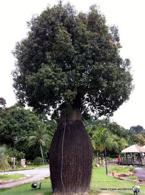 17 Best Images About Toborochi Tree On Pinterest