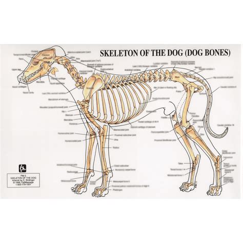 Canine Skeletal Anatomy Chart Poster Laminated Ubicaciondepersonas