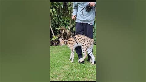 Bawa Jalan Kucing Afrika Serval Cat Youtube