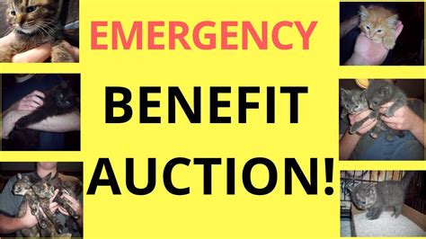 Emergency Kitten Rescue Benefit Auction Thurs 625 At 4pm Est Please