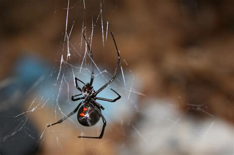Black widow spiders get their common name from the popular belief that the female eats the male after mating, a phenomenon which rarely happens in nature. Could spider venom hold the holy grail of natural ...