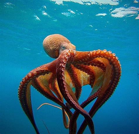 Gorgeous Octopus Ocean Creatures Sea Creatures Ocean Creatures