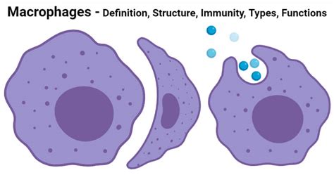 Macrophages Structure Immunity Types Functions