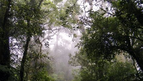 Protecting A Unique Cloud Forest In Veracruz Mexico Rainforest Trust
