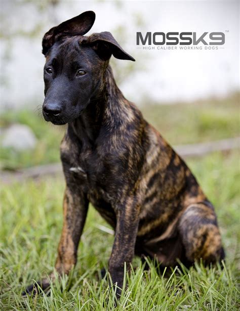 Breeds include poodle, labrador, staffordshire bull terrier and more. Dutch Shepherd Puppies for Sale #mossk9 | Working dogs ...