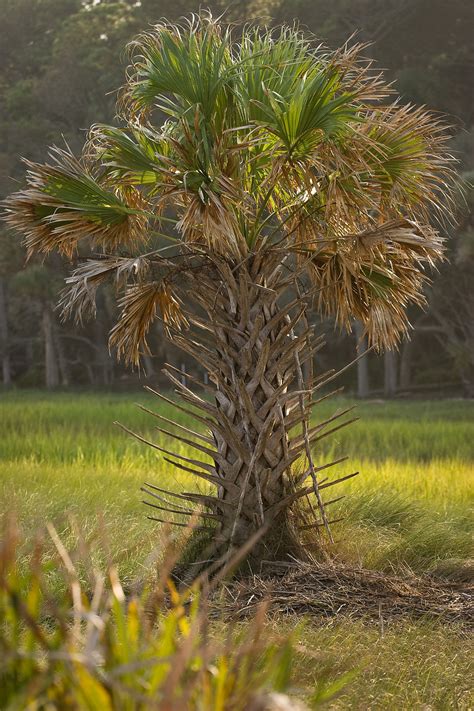 Palmetto Palm Tree Lolos Extreme Cross Country Rv Trips