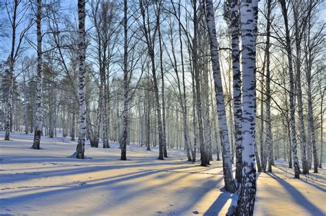 Winter Landscape White Birch Trees Stock Photos Download