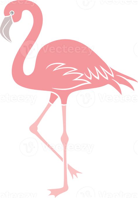 Cartoon Flamingo Bird Illustration Flamingo Png Png D