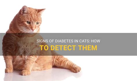 Signs Of Diabetes In Cats How To Detect Them Petshun