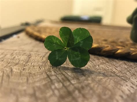 This 5 Leaf Clover Mildlyinteresting