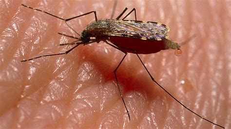 Bbc World Service Science In Action New Malaria Mosquito