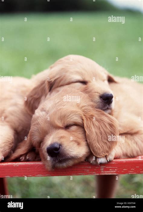 Why Do Puppies Cuddle With Each Other