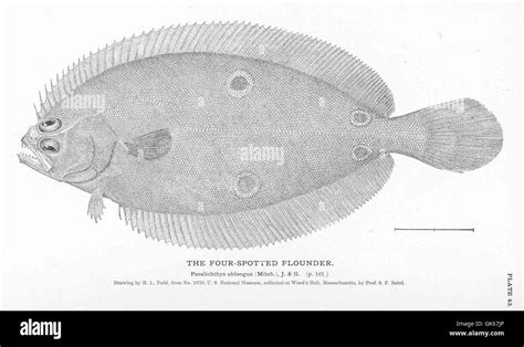 Four Spotted Flounder Black And White Stock Photos And Images Alamy