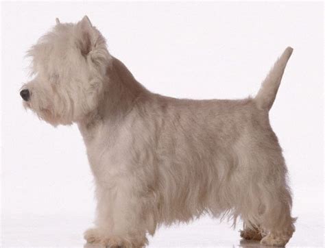 terriermans daily dose evolution  terrier breeds