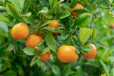 How To Propagate Seedless Navel Oranges Eyouagro