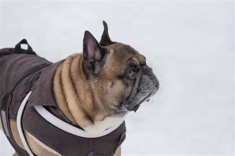 Cute French Bulldog In Beautiful Pet Clothing Is Standing In The Winter