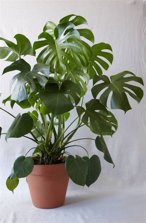 If you enjoy rare and common tropical plants that grow indoor and outdoors, this channel may be for you! Everything You Need to Know About Monstera Plant Care ...