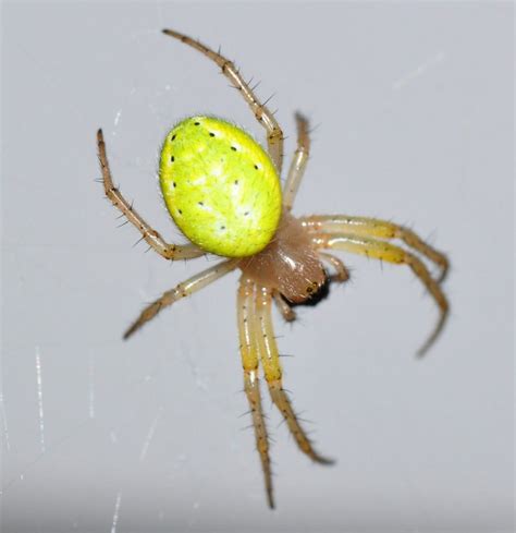The Nhbs Guide To Uk Spider Identification 2022