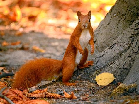 Red Squirrel A Guide To Irelands Protected Habitats Species Flying